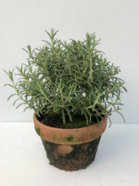 ROSEMARY Globe 6 Clay